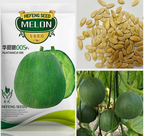 Huatiancui 005 Super sweet Genuine Emerald thin skinned sweet crisp melon seed