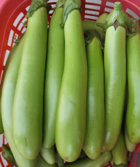 Biguan F1 Green Long Eggplant