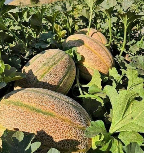 Oval Stripe Hybrid Melon Seeds