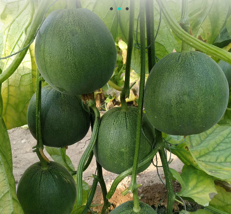 Huatiancui 005 Super sweet Genuine Emerald thin skinned sweet crisp melon seed