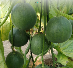 Huatiancui 005 Super sweet Genuine Emerald thin skinned sweet crisp melon seed