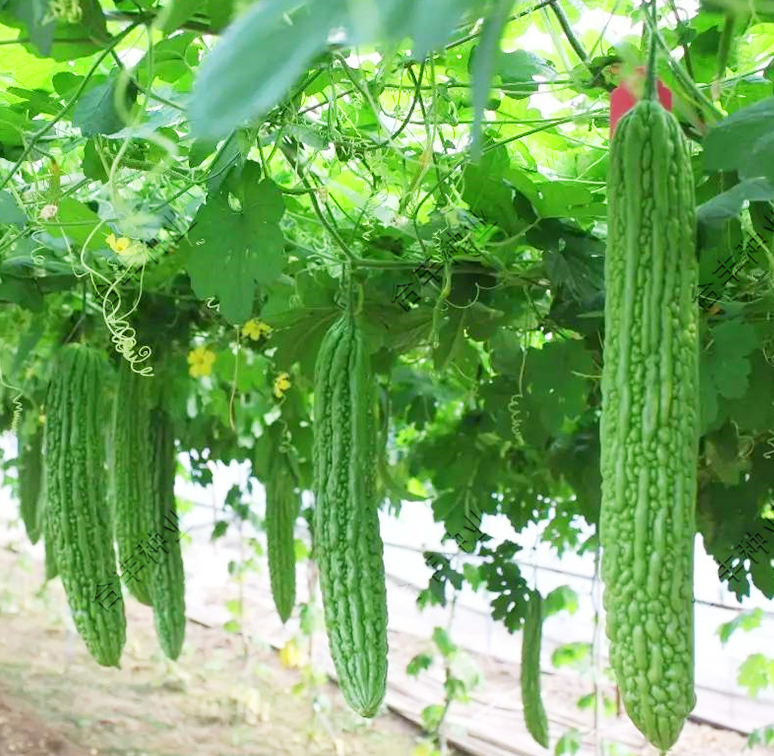 High Yield And Disease Resistance Balsam Pear Seeds