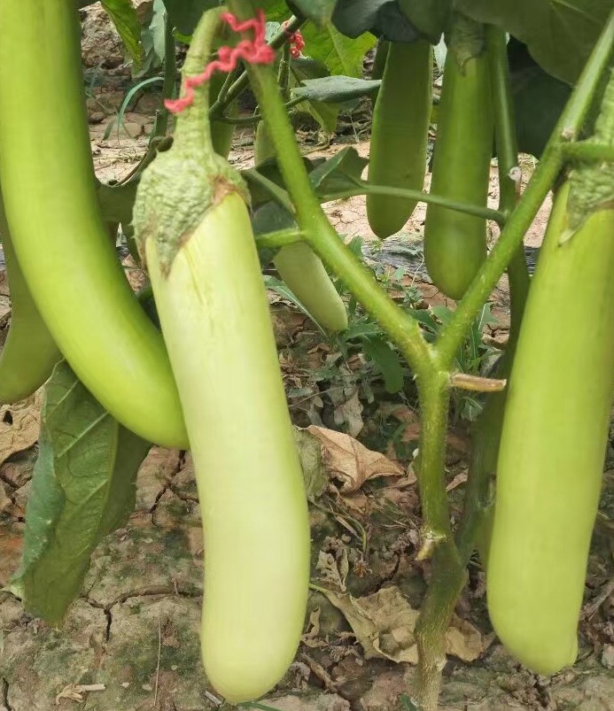 Biguan F1 Green Long Eggplant