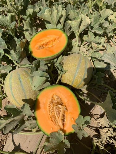 Oval Stripe Hybrid Melon Seeds