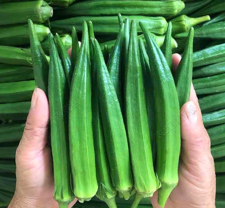 Huang Qiu Kui Early Maturity and High Yield Okra Seeds for Planting