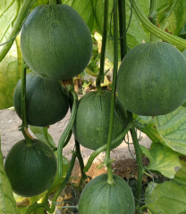 Huatiancui 005 Super sweet Genuine Emerald thin skinned sweet crisp melon seed