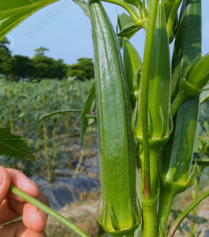 Huang Qiu Kui Early Maturity and High Yield Okra Seeds for Planting