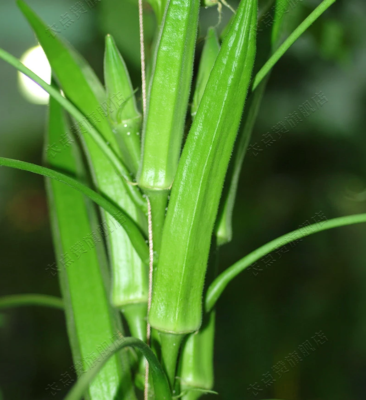 Huang Qiu Kui Early Maturity and High Yield Okra Seeds for Planting