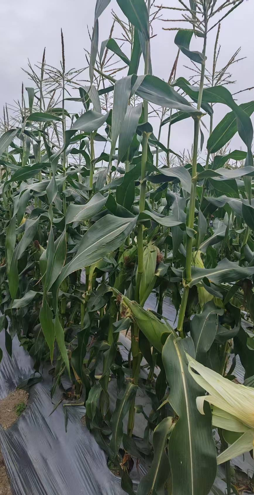 Hybrid corn seed
