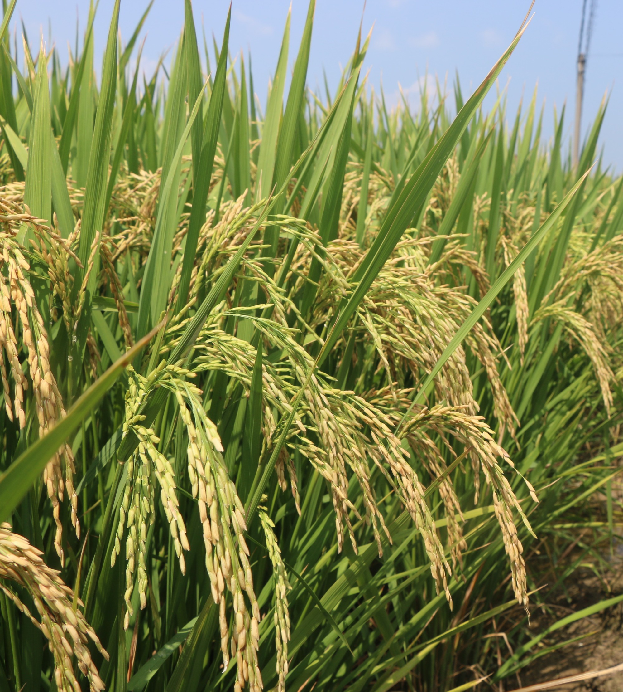 Rice seed
