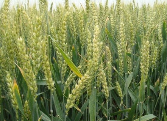 Wheat seed
