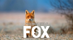 FOX by Esya G