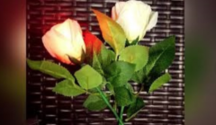 Rose Light set by JL Magic