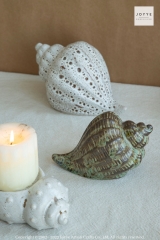 Conch Shaped Candle Holder Collection