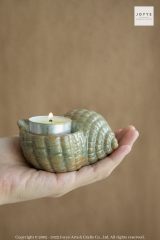 Conch Shaped Candle Holder Collection
