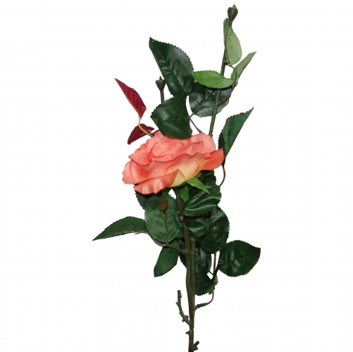 ROSE BLOOM  SINGLE  HEAD