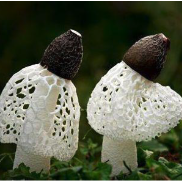 Net Stinkhorn-Dictyophora