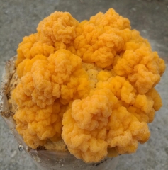 Fresh Golden Fungi For Air-shipment