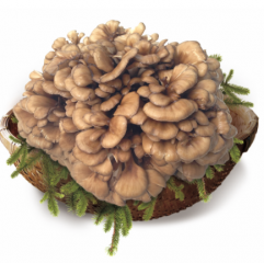 300g Fresh Maitake