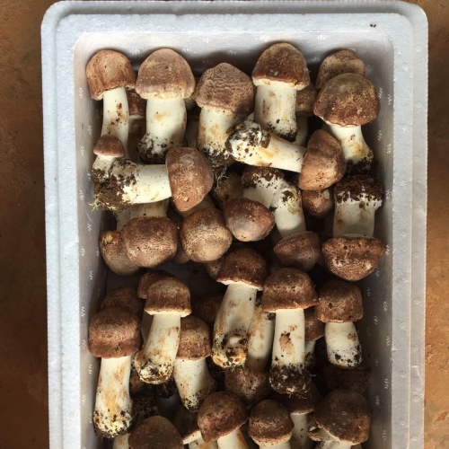 Fresh Blazei Mushroom for Air-shipment