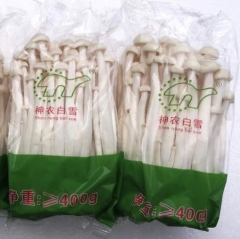 Fresh Haixian Mushroom