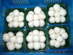 Fresh White Button Mushroom