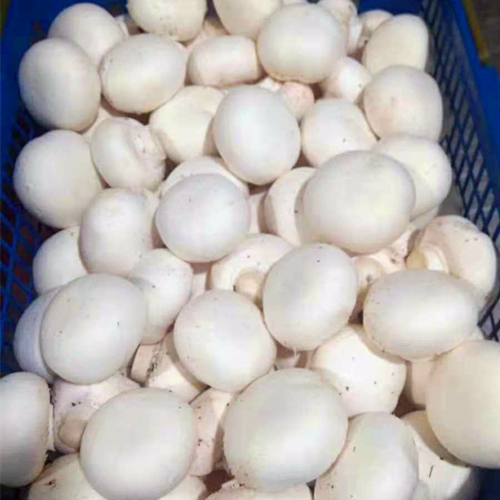 White Button Mushroom-Champignon