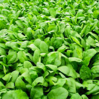 Fresh Spinach