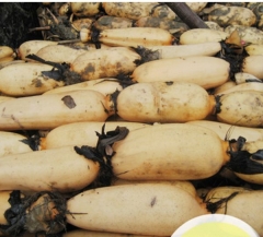 Lotus Root