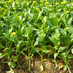 Fresh Choy Sum