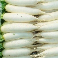 White Turnip