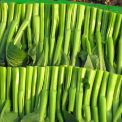 Fresh Choy Sum