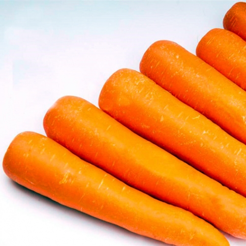 Fresh Carrot