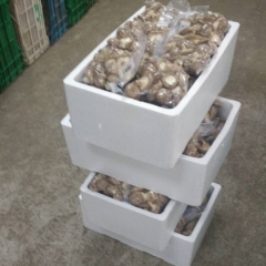 200g vacumm shiitake for Vietnam, Singapore