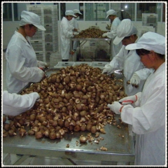 Fresh Shiitake for Air-shipment