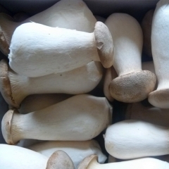 Fresh Bag cultivation Eryngii mushroom