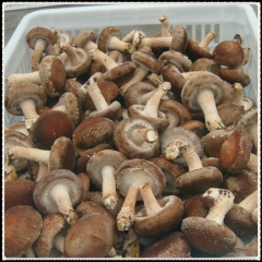 Fresh Shiitake for Sea-shipment