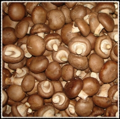 200g vacumm shiitake for Vietnam, Singapore