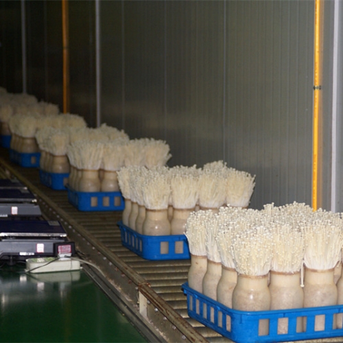 100g fresh white enoki for export