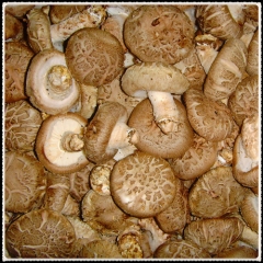 Flower Shiitake for export