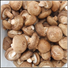 Fresh Shiitake for Sea-shipment