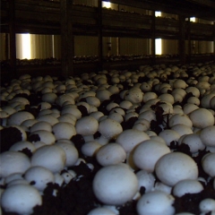 White button Mushroom for export| Bulk, retail packing