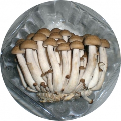 Fresh Brown Shimeji Mushroom for Air-shipment