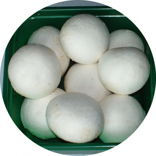 White button Mushroom for export| Bulk, retail packing