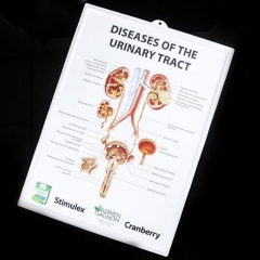 Anatomical Chart