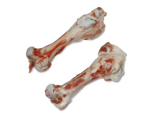 后筒骨 femur bone