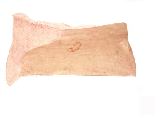 腹皮 belly skin