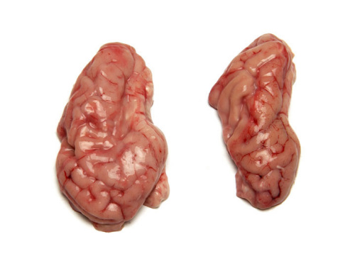猪脑 brain
