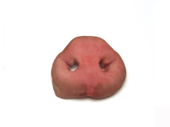 猪鼻 snout