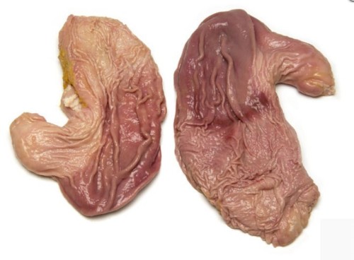猪生圆肚 raw stomach pouch cut